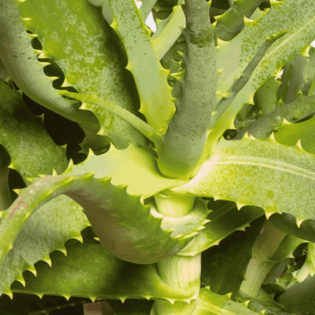 what is nectar agave Tres Agaves Organic Agave Nectar main image 1